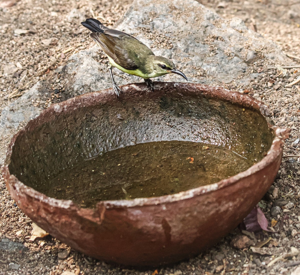 Purple-rumped Sunbird - Sanjay Gupta