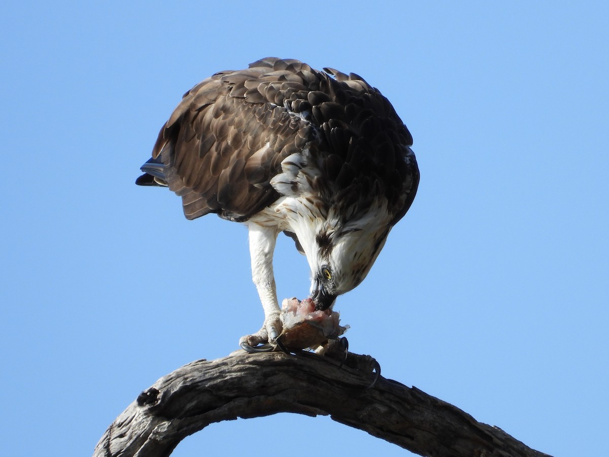 Osprey - Chris & Derek