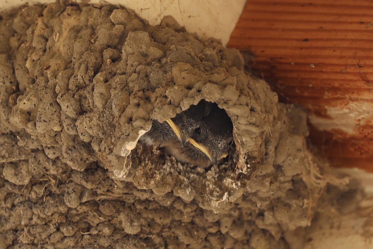 Cliff Swallow (pyrrhonota Group) - Ann Stockert