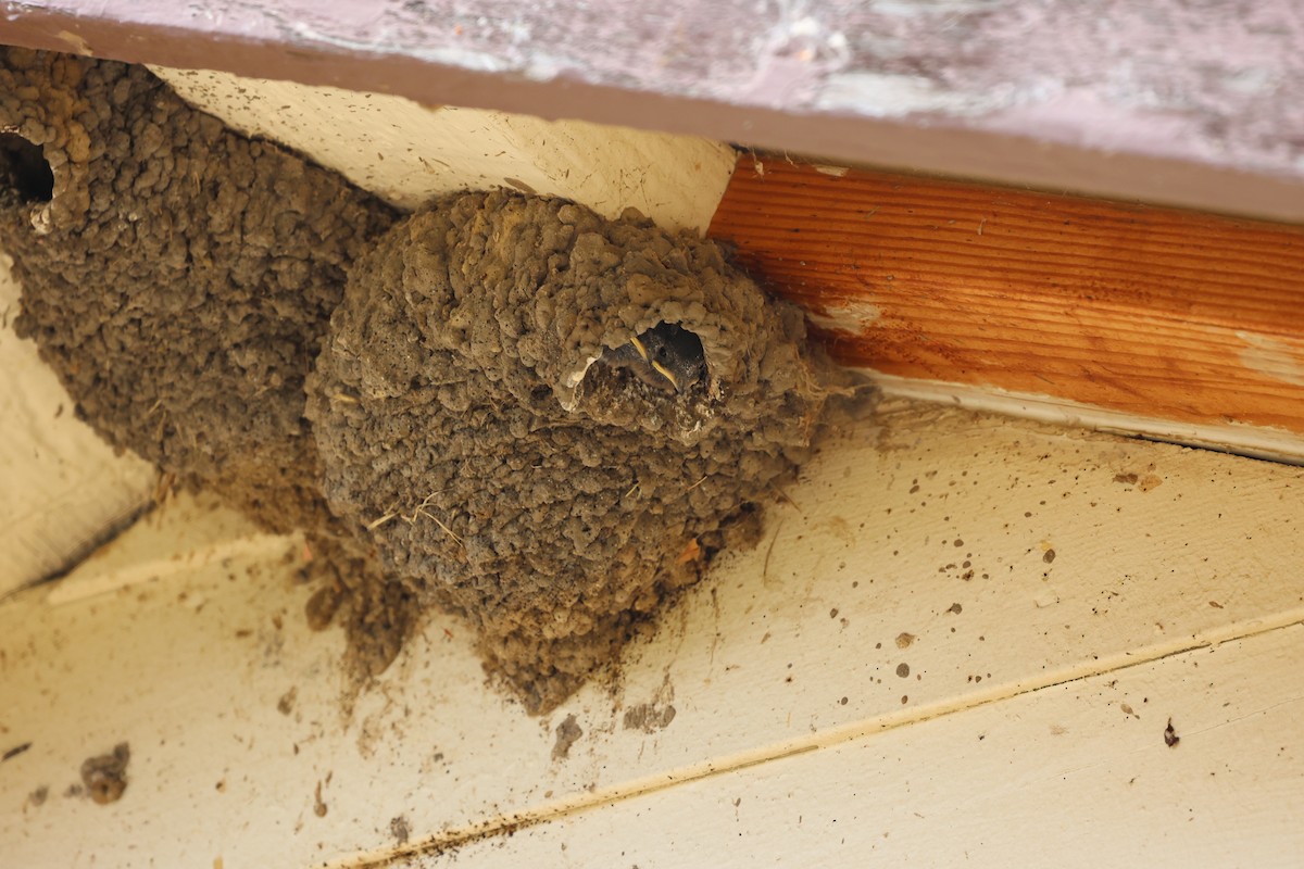 Cliff Swallow (pyrrhonota Group) - Ann Stockert