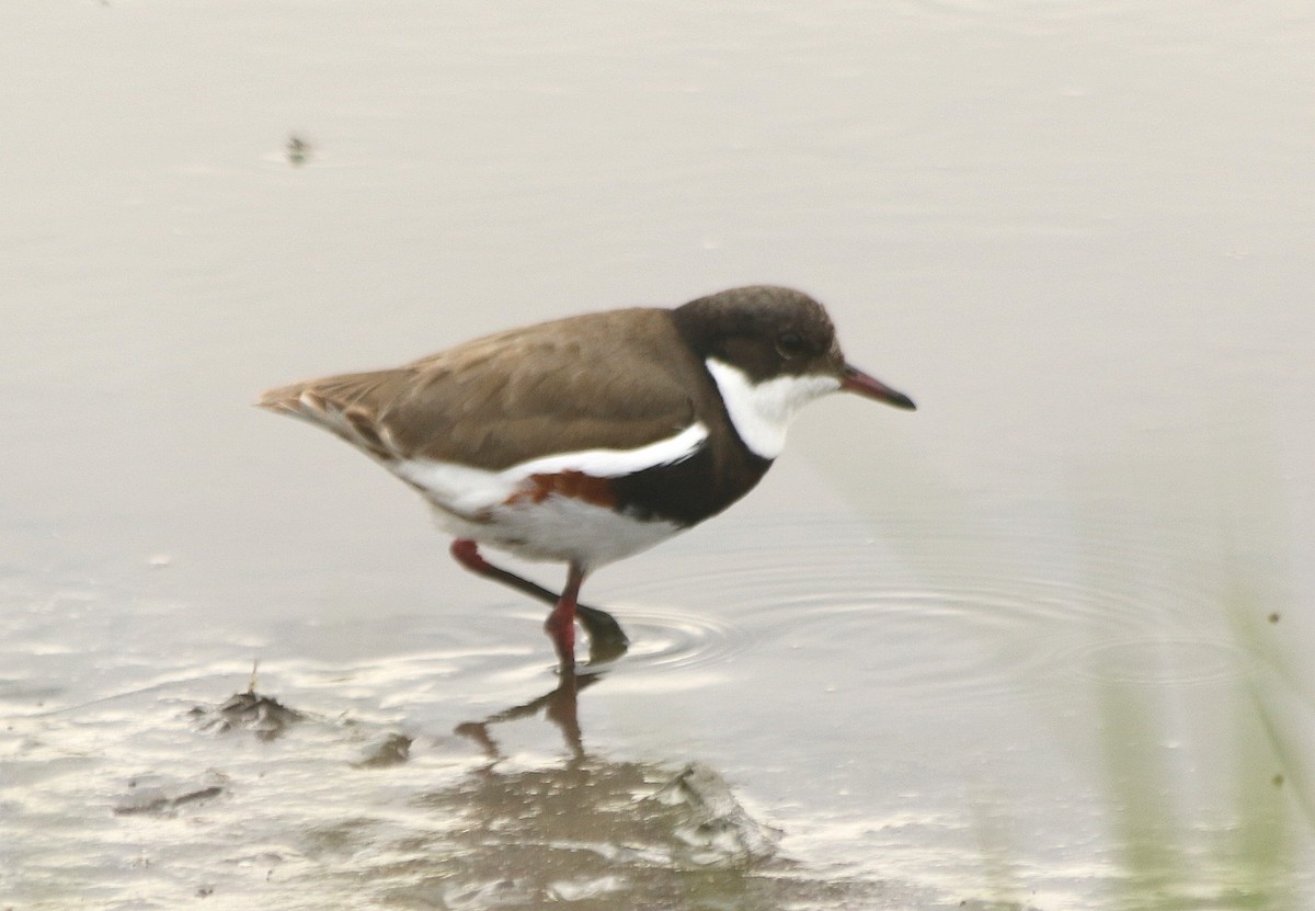 Red-kneed Dotterel - David  Mules