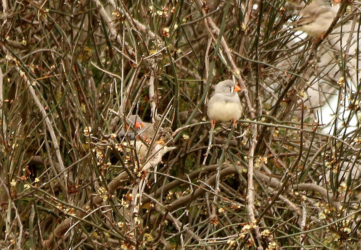 Zebra Finch - David  Mules