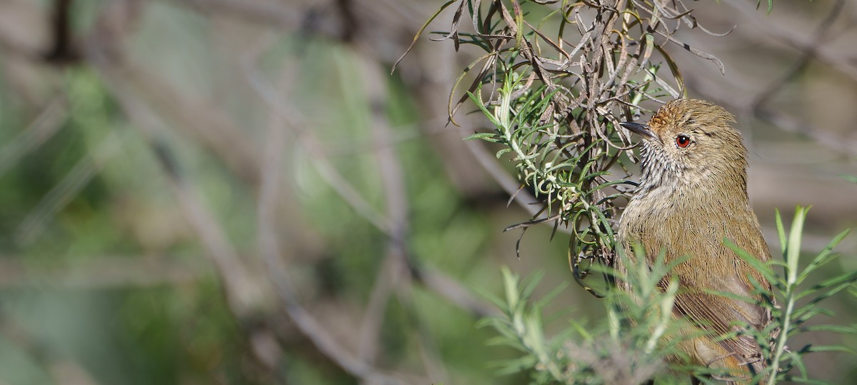 Brown Thornbill - Ben Milbourne