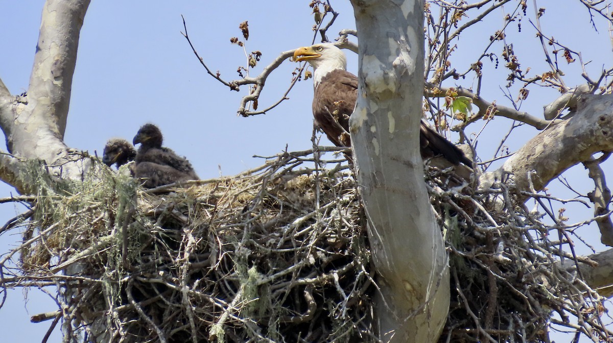 Bald Eagle - Petra Clayton