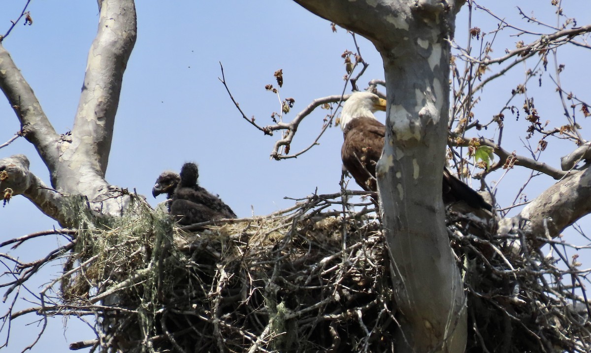 Bald Eagle - Petra Clayton