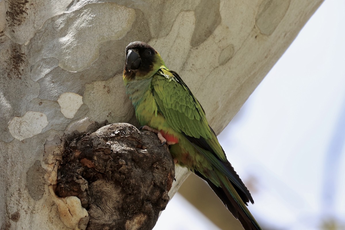 Nanday Papağanı - ML619557085