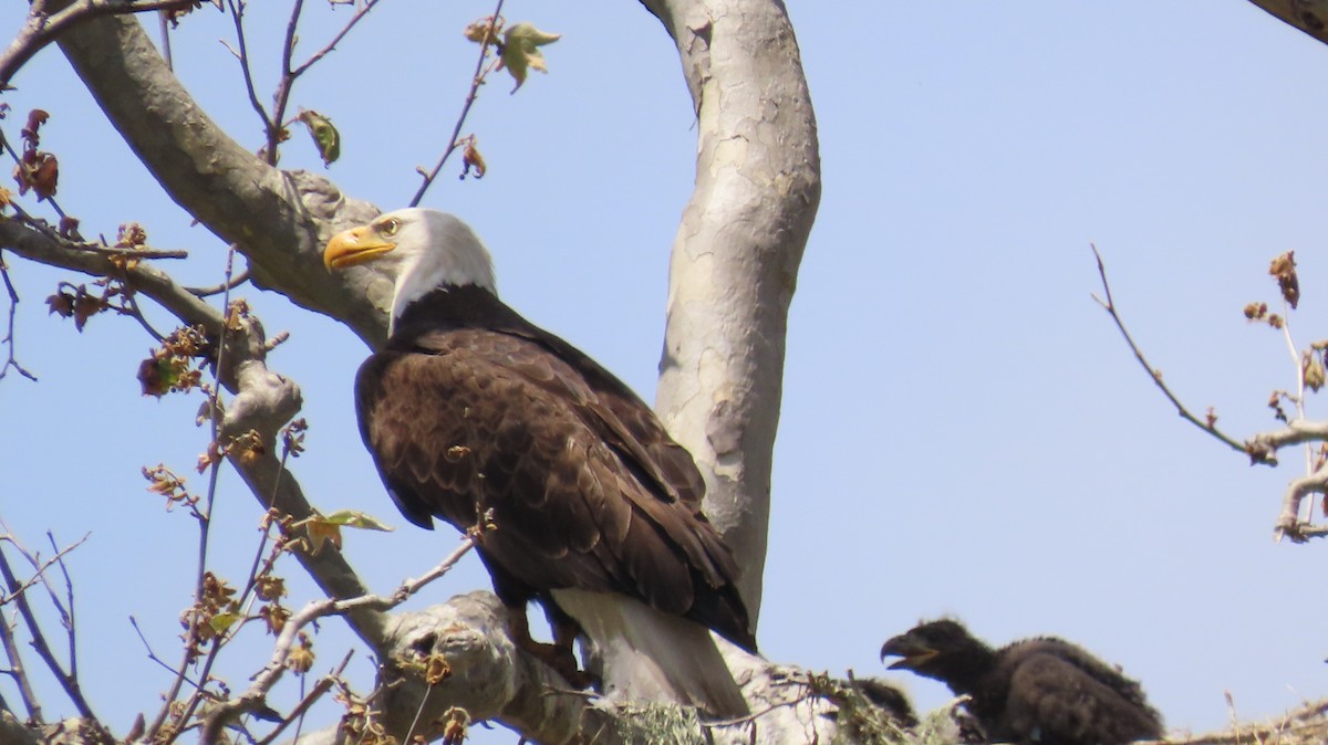 Bald Eagle - Petra Clayton