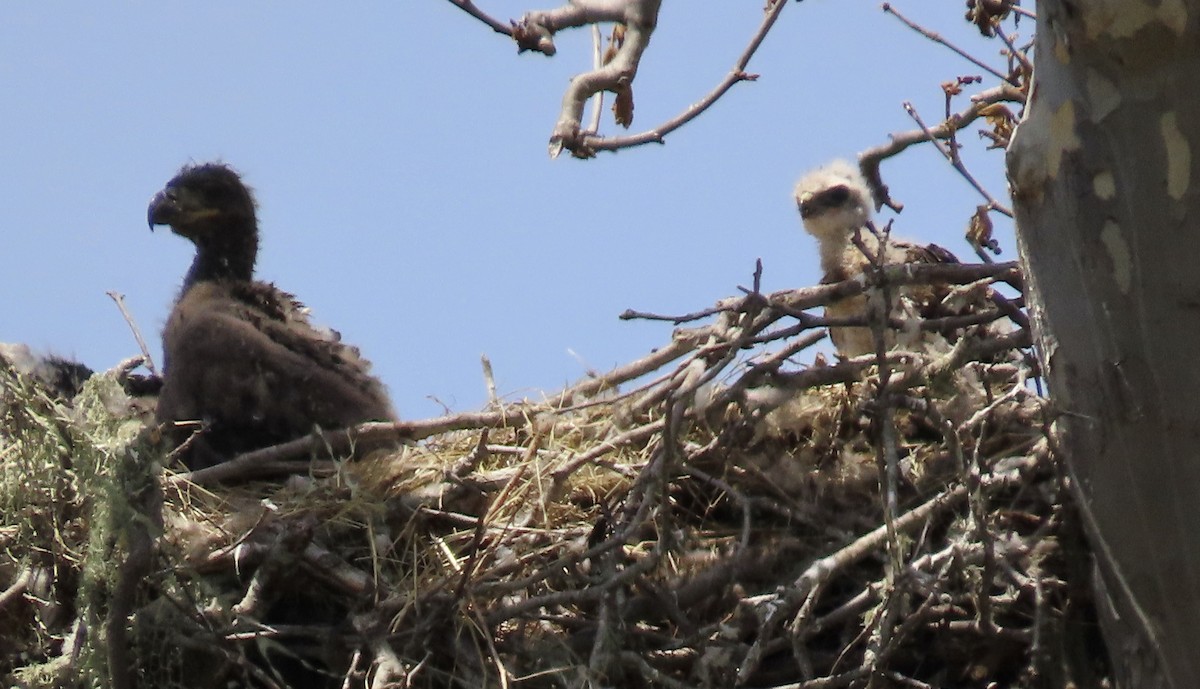 Bald Eagle - Petra Clayton