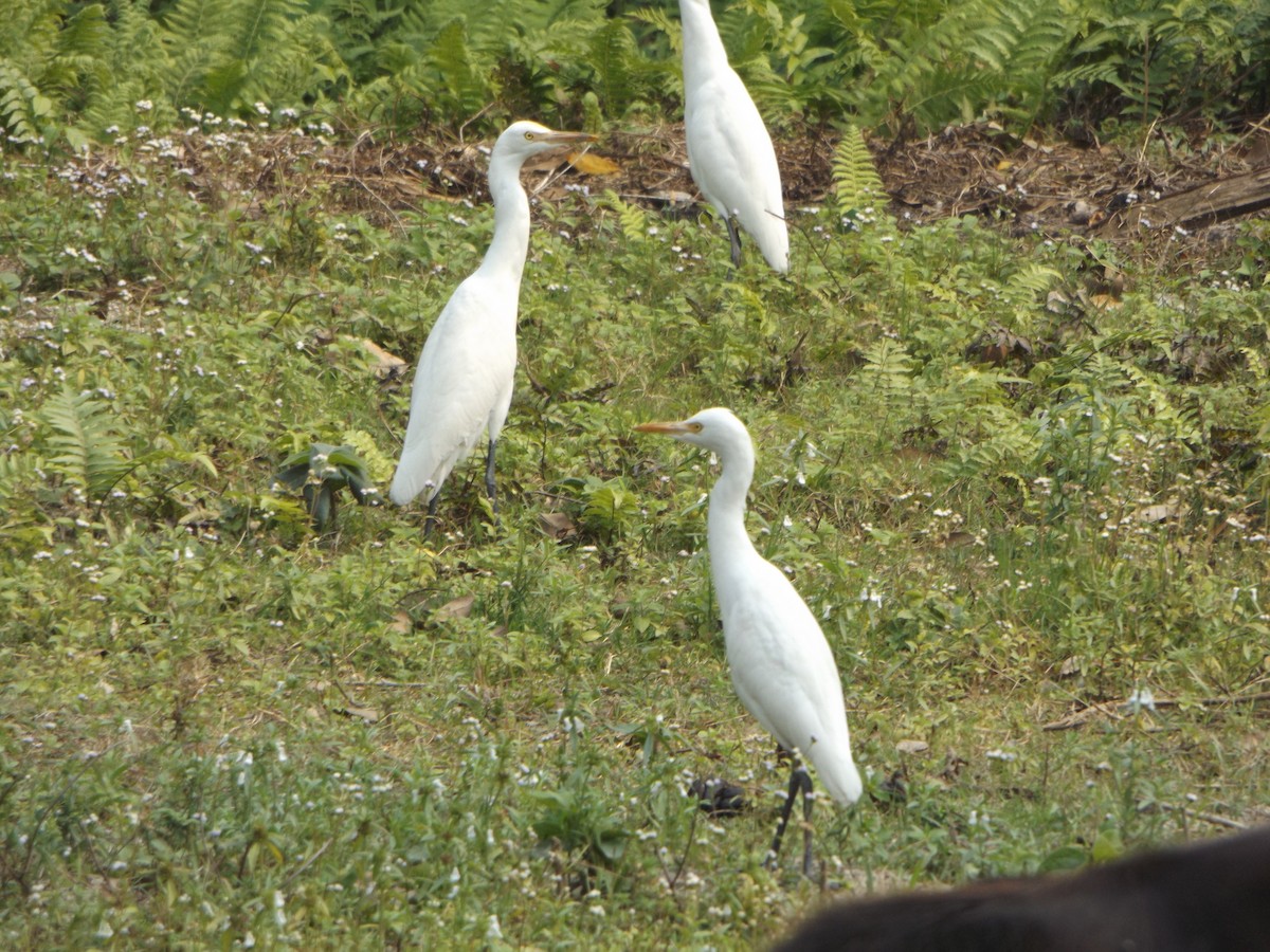 Eastern Cattle Egret - Rodney Macready