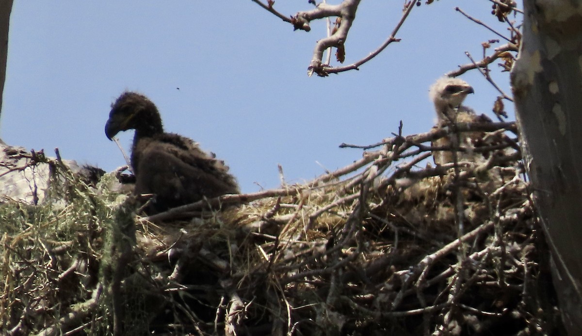 Bald Eagle - Petra Clayton