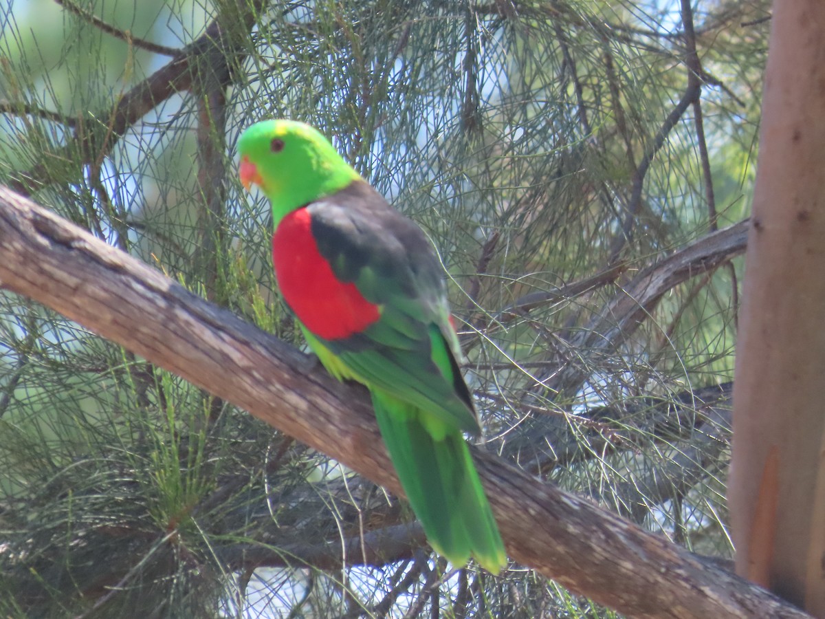 Red-winged Parrot - Scott and Jenny Pascoe
