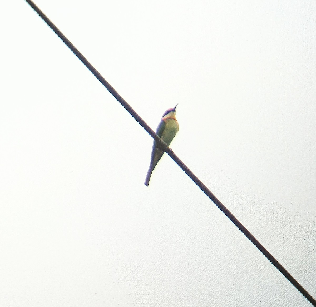 Chestnut-headed Bee-eater - ML619557100