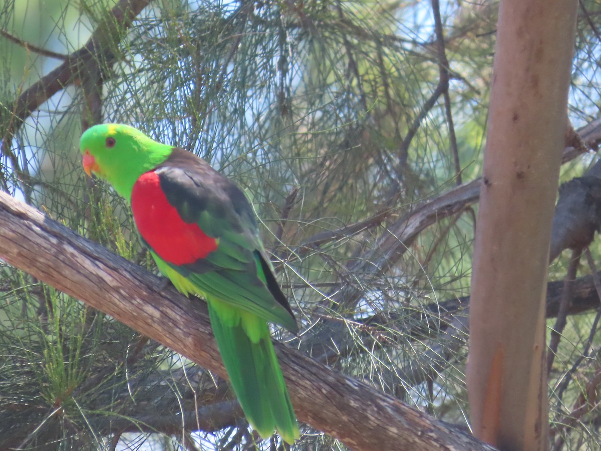 Red-winged Parrot - Scott and Jenny Pascoe