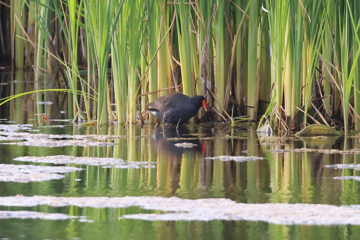 Common Gallinule - ML619557111