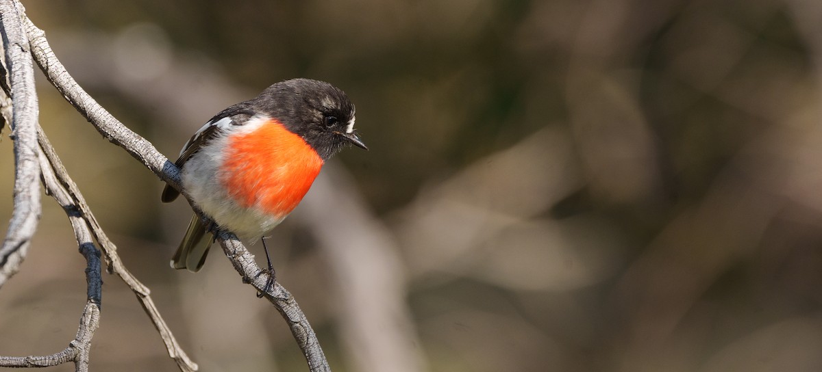 Scarlet Robin - Ben Milbourne