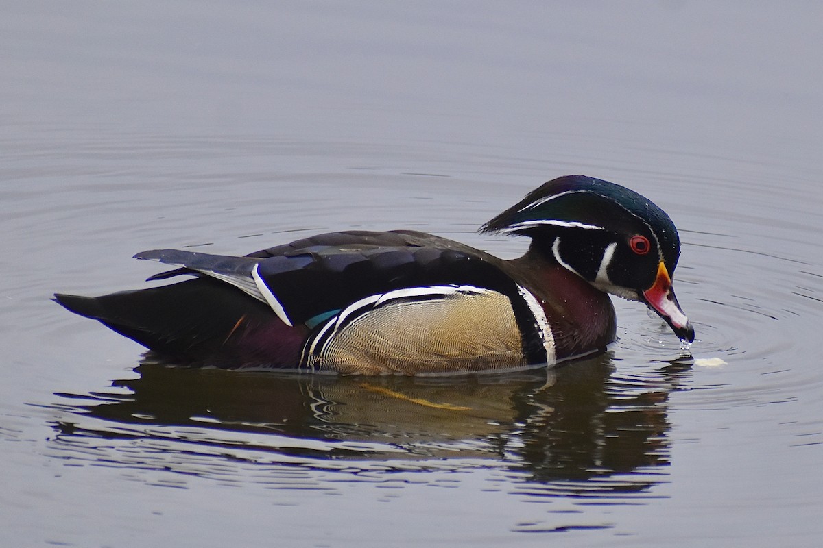 Wood Duck - Grace Barthelmess