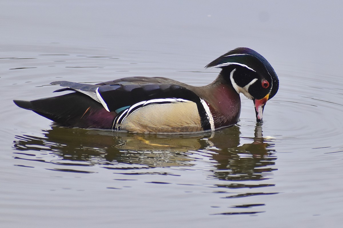 Wood Duck - Grace Barthelmess