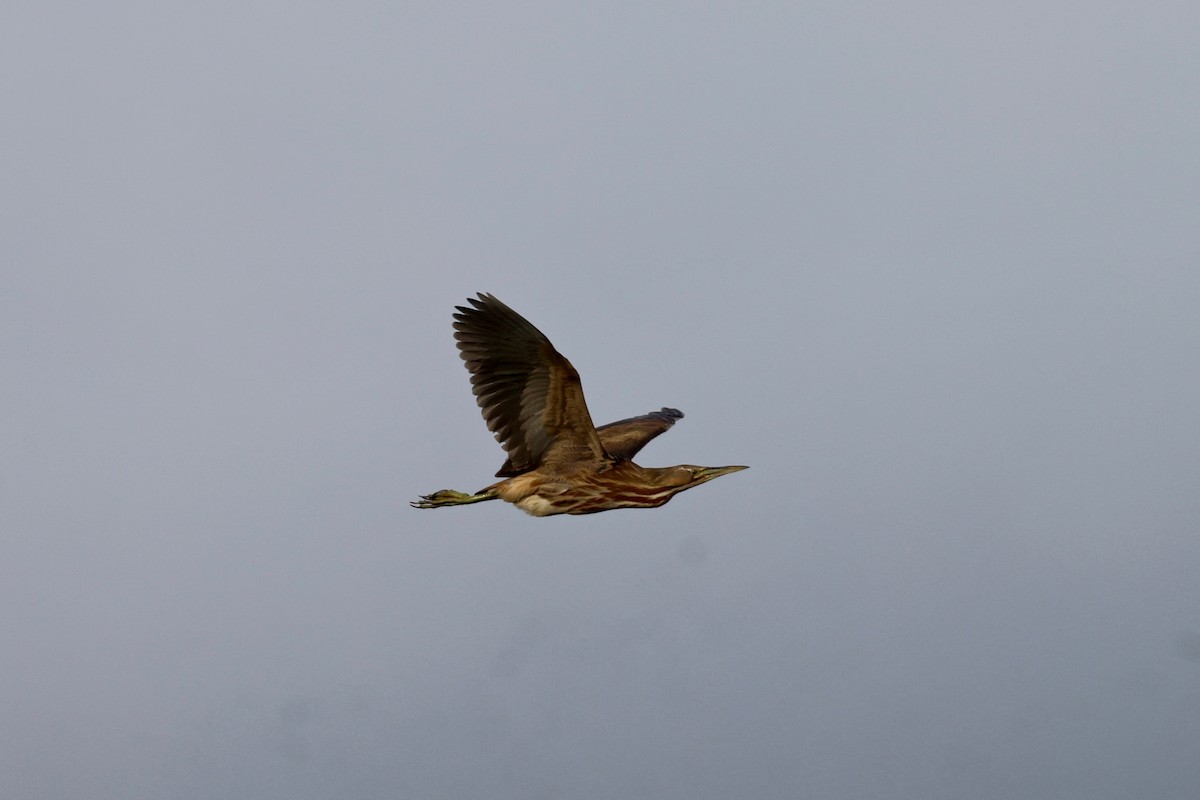 American Bittern - ML619557118