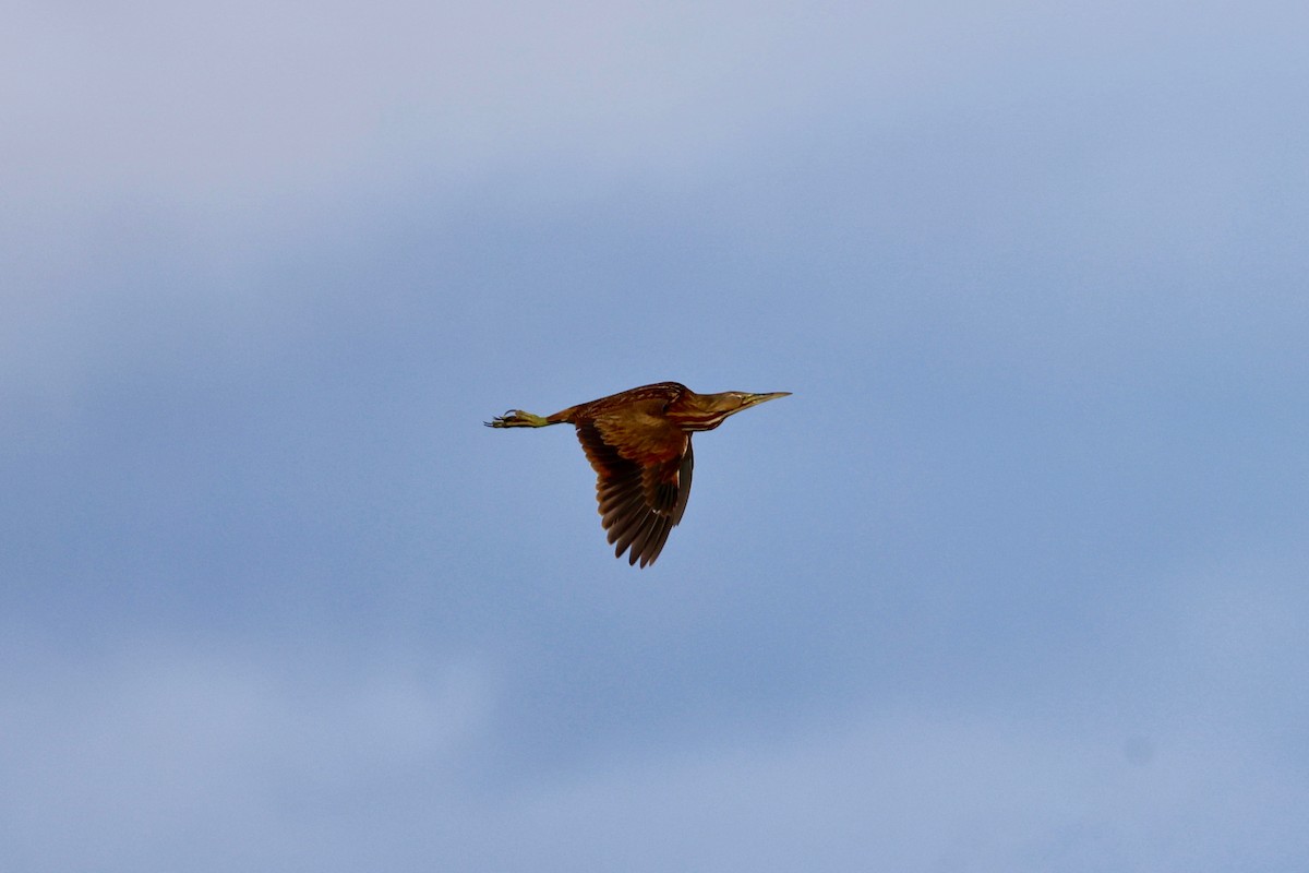 American Bittern - ML619557119