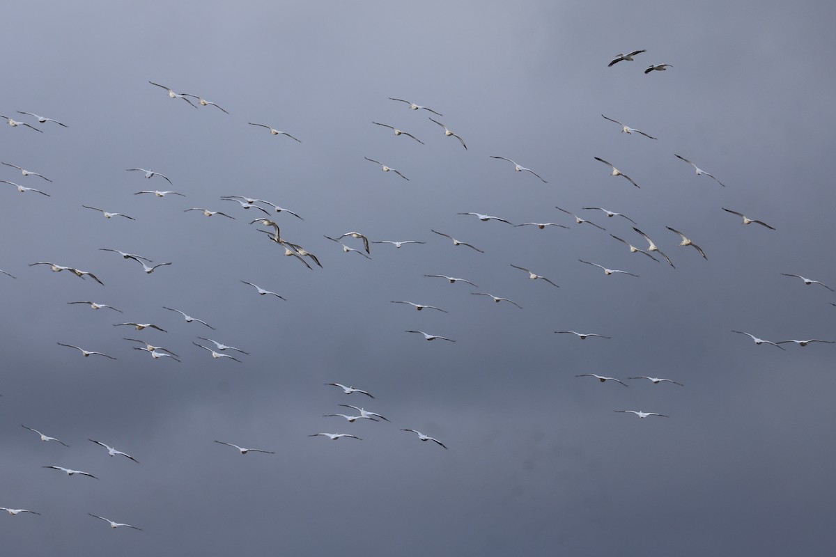 American White Pelican - ML619557121