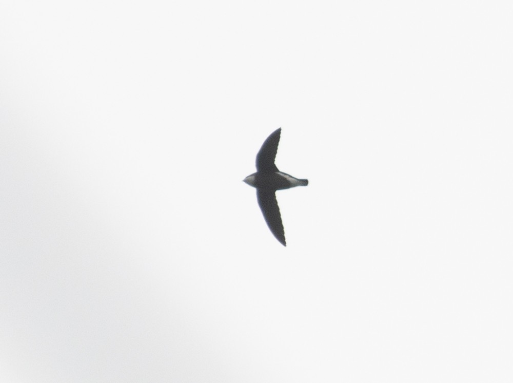 White-throated Needletail - Lindy Fung