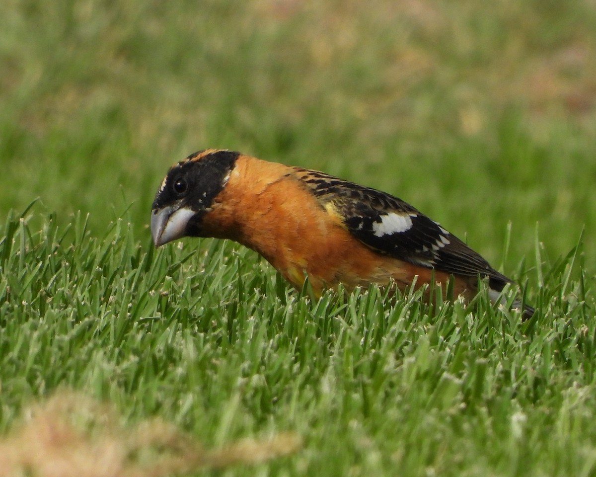 Black-headed Grosbeak - ML619557125