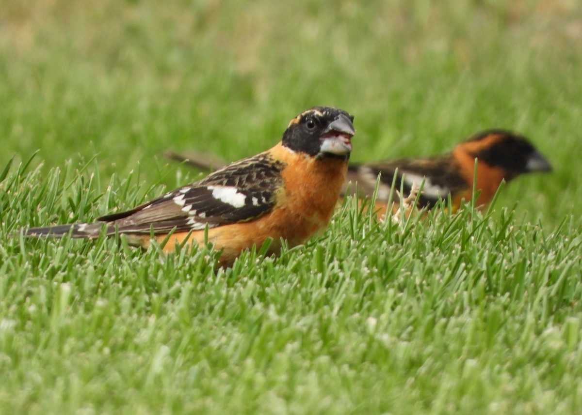 Black-headed Grosbeak - Clayton  Peoples