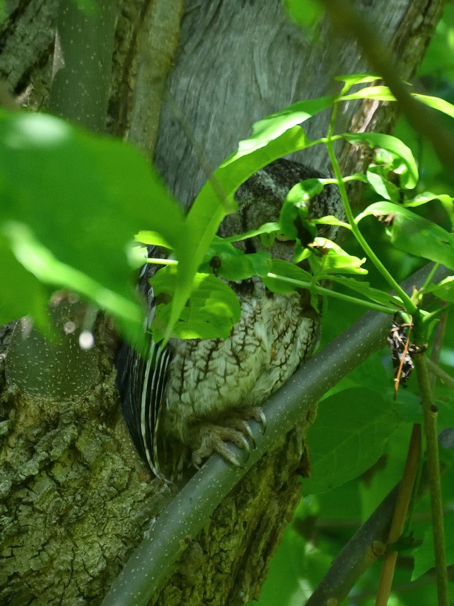 Eastern Screech-Owl - Jeanne Stacey