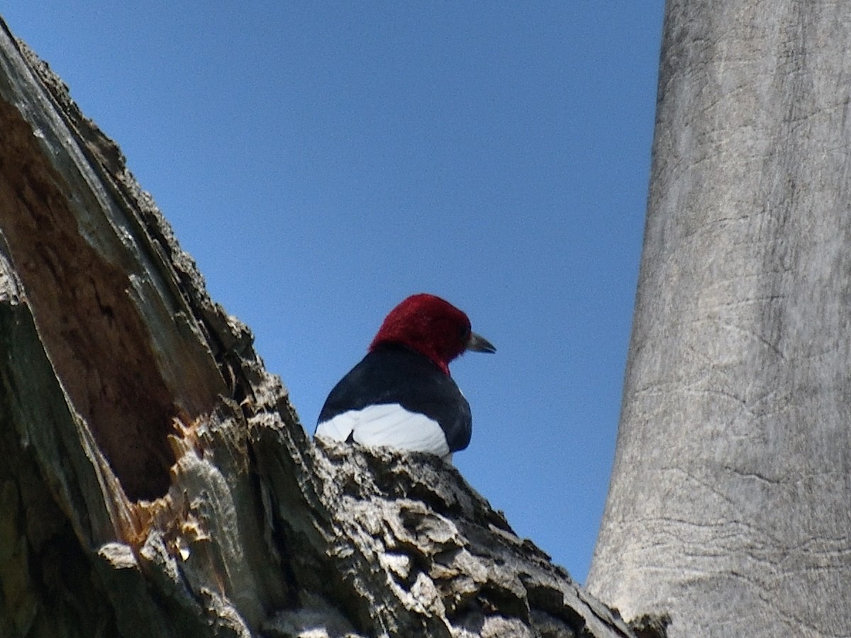 Red-headed Woodpecker - Jeanne Stacey