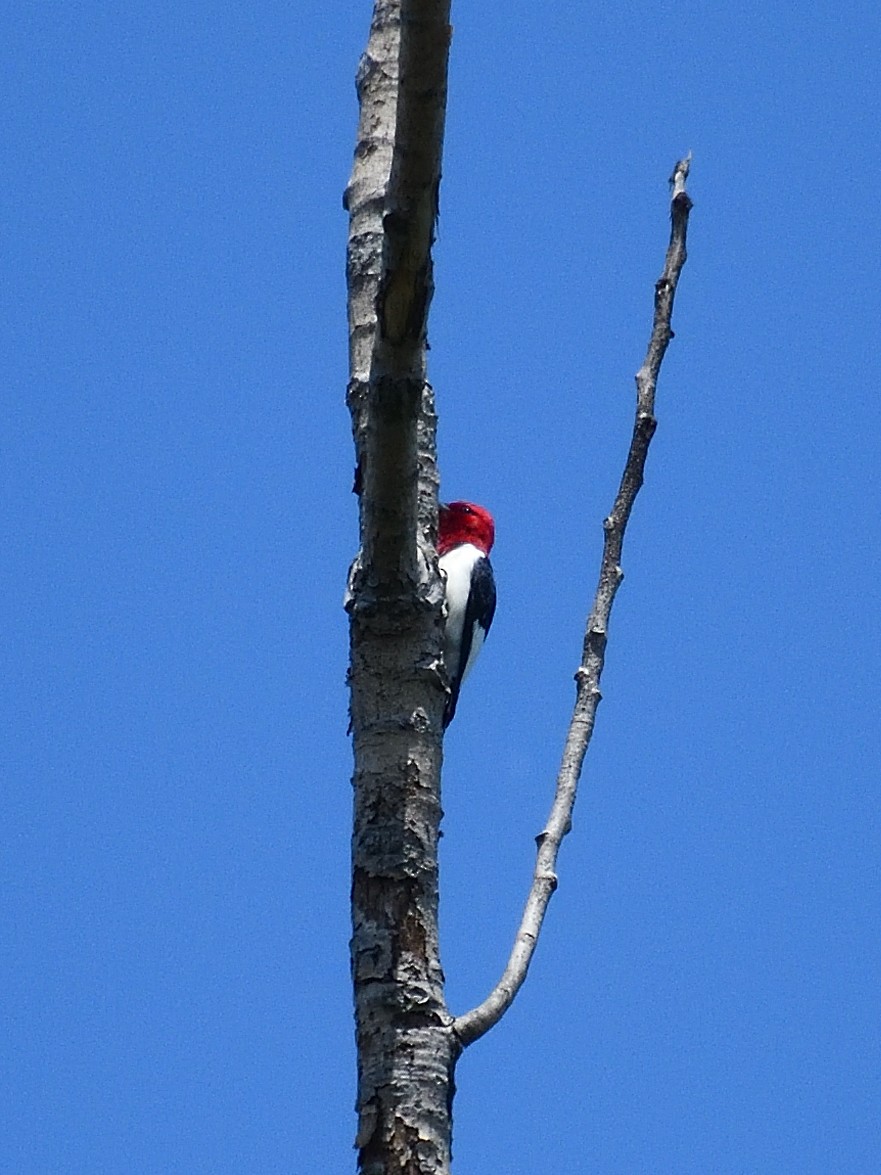 Red-headed Woodpecker - Jeanne Stacey