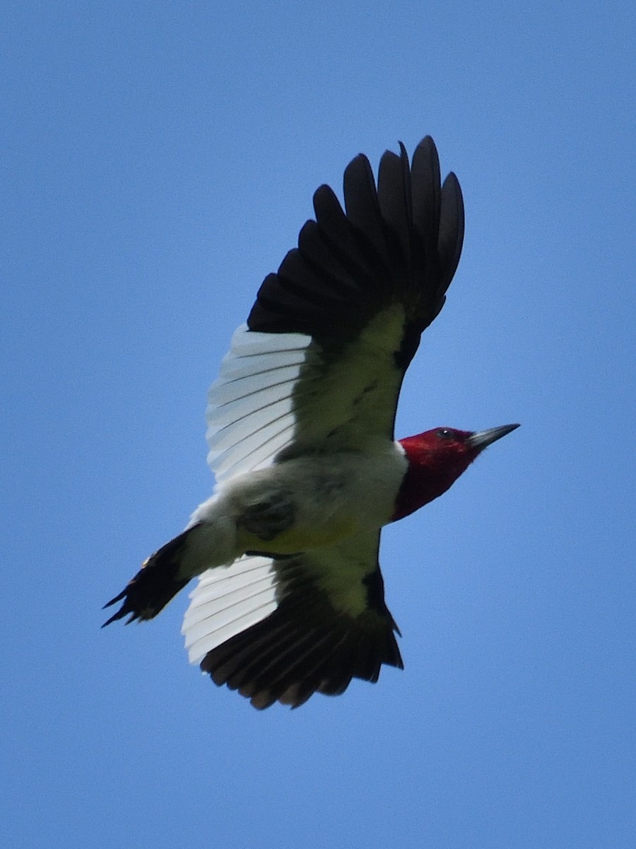 Red-headed Woodpecker - Jeanne Stacey