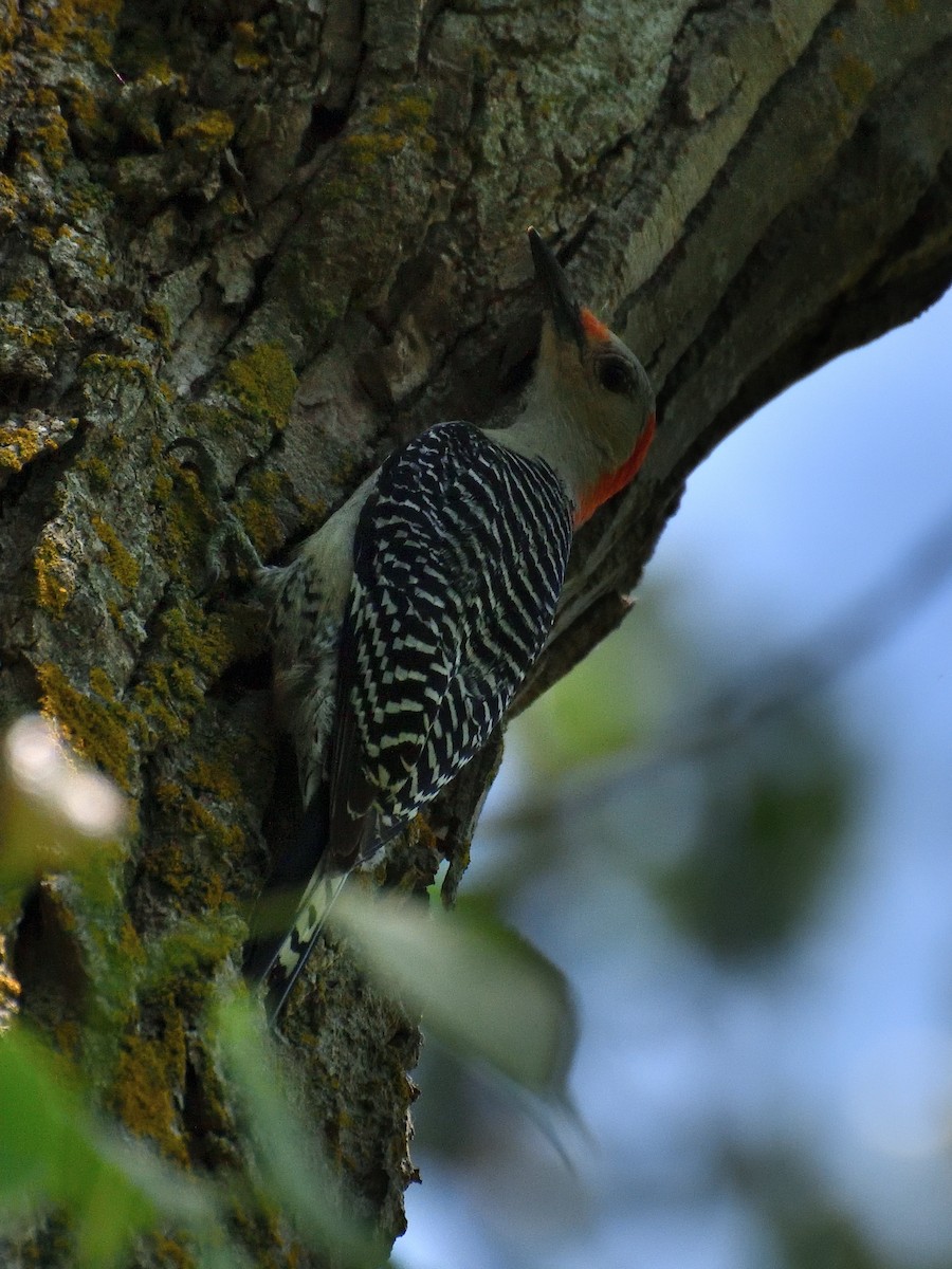 Red-bellied Woodpecker - Jeanne Stacey