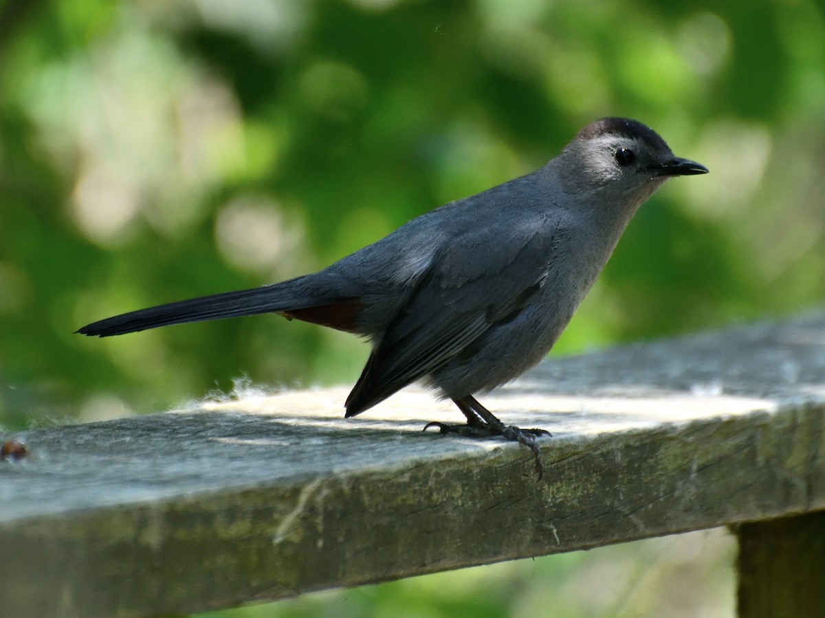 Gray Catbird - Jeanne Stacey