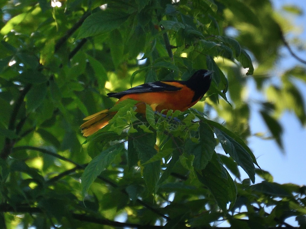 Baltimore Oriole - Jeanne Stacey