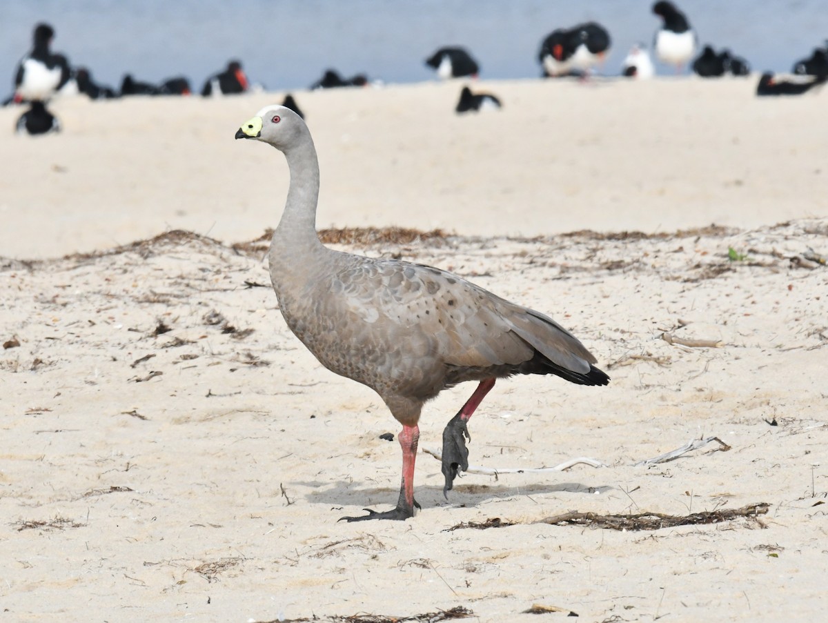 Cape Barren Goose - Ron Sawyer