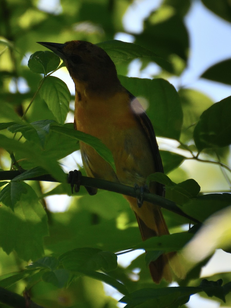 Baltimore Oriole - Jeanne Stacey