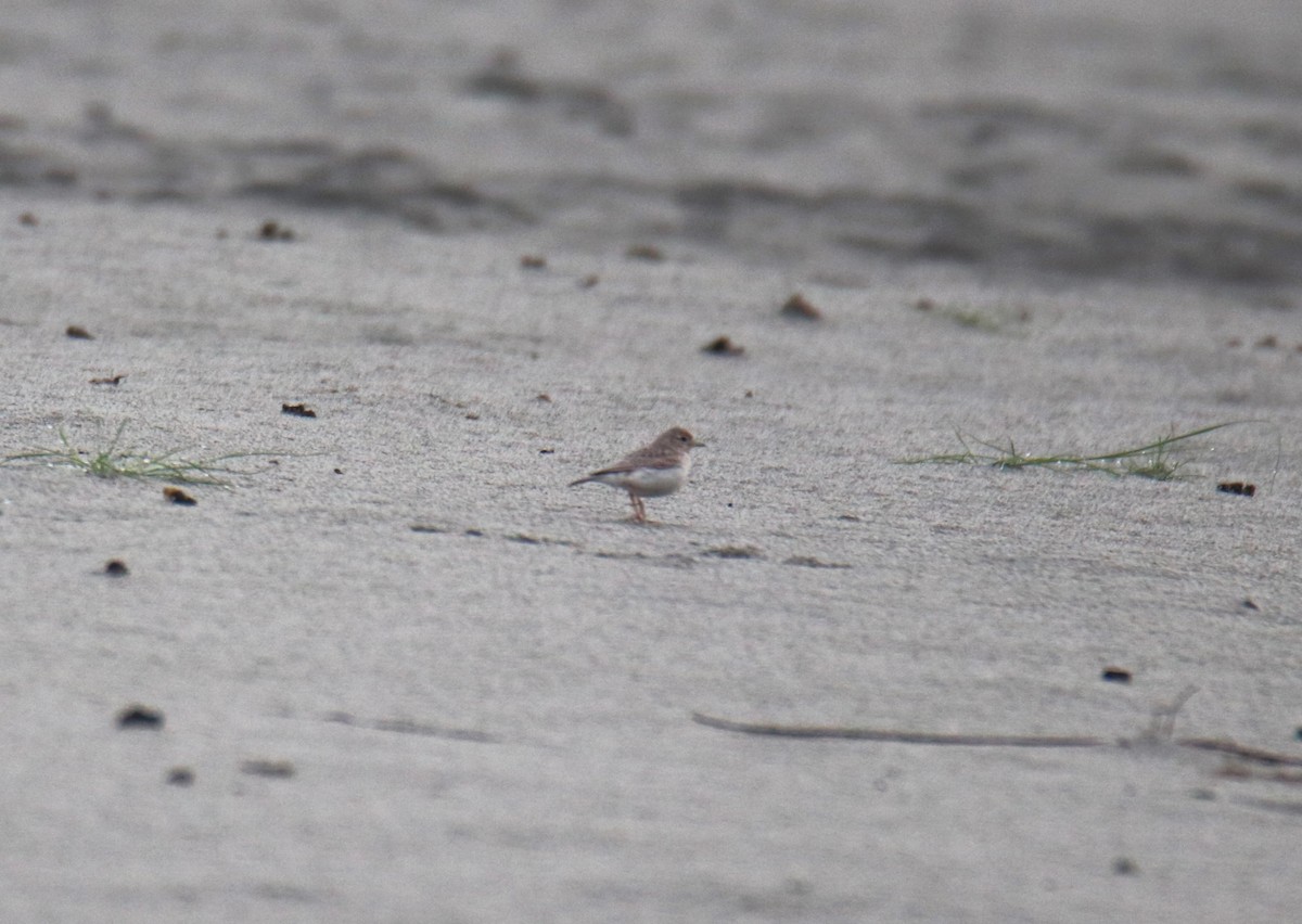 Sand Lark - Praveen H N