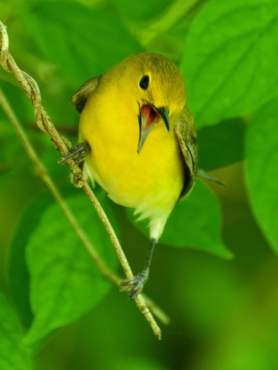 Prothonotary Warbler - Jeanne Stacey