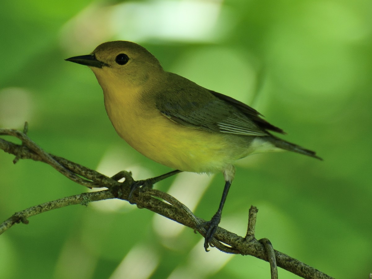 Prothonotary Warbler - Jeanne Stacey