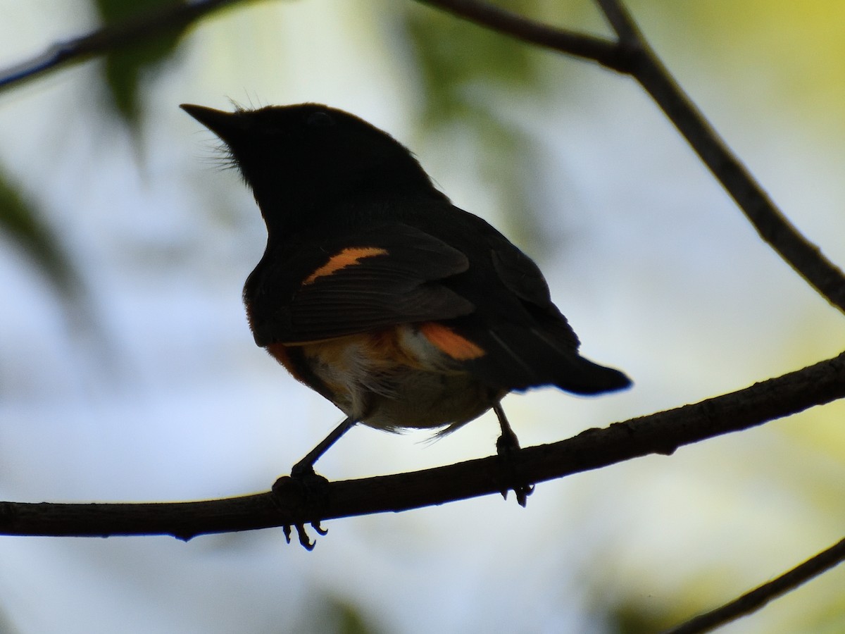 American Redstart - Jeanne Stacey