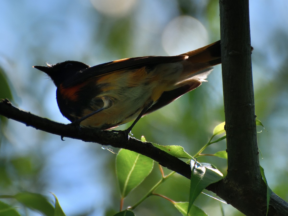 American Redstart - Jeanne Stacey