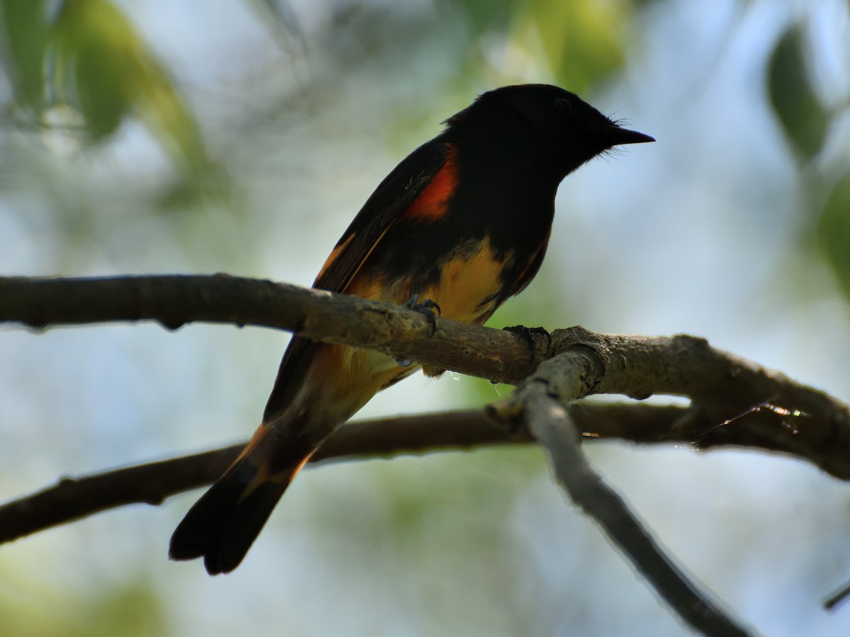 American Redstart - Jeanne Stacey