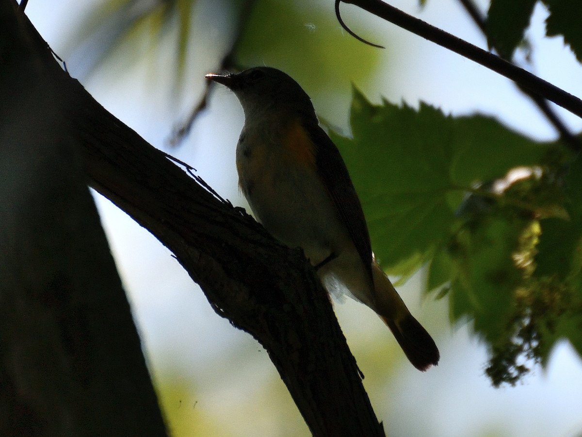 American Redstart - Jeanne Stacey