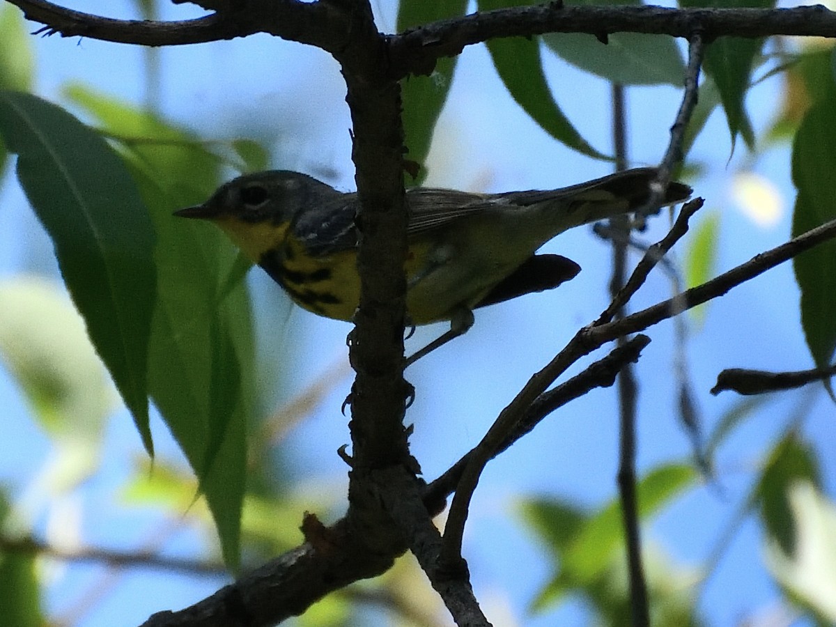 Magnolia Warbler - Jeanne Stacey