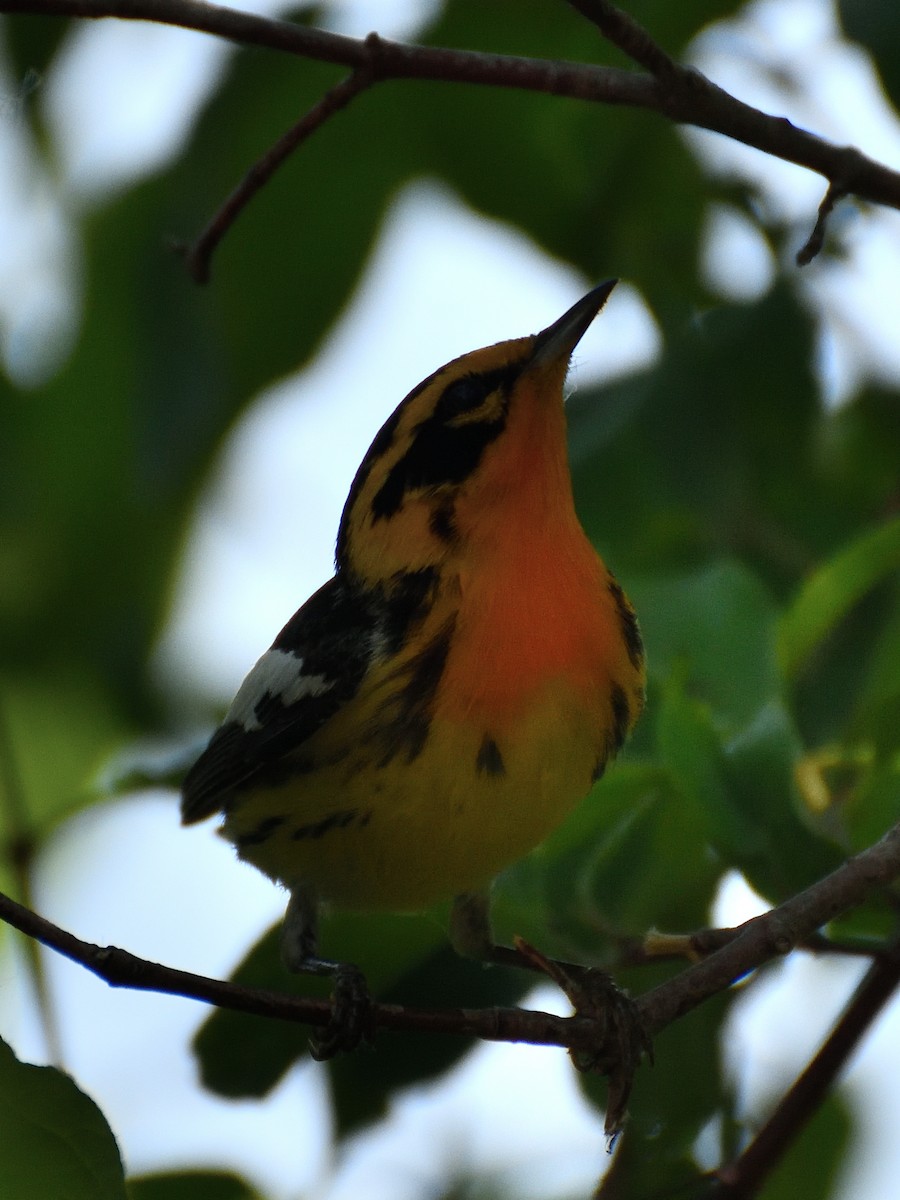 Blackburnian Warbler - Jeanne Stacey