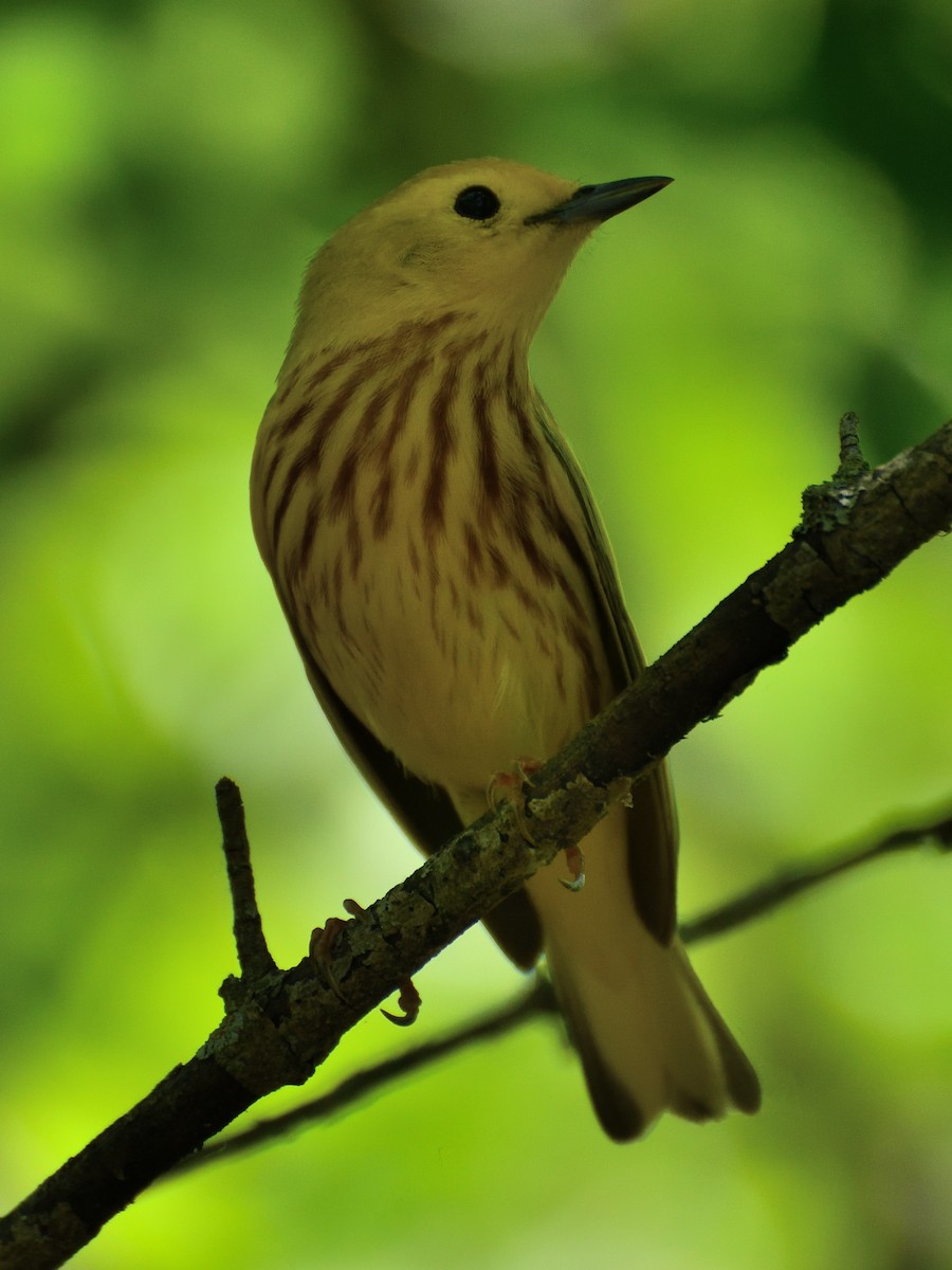 Yellow Warbler - Jeanne Stacey