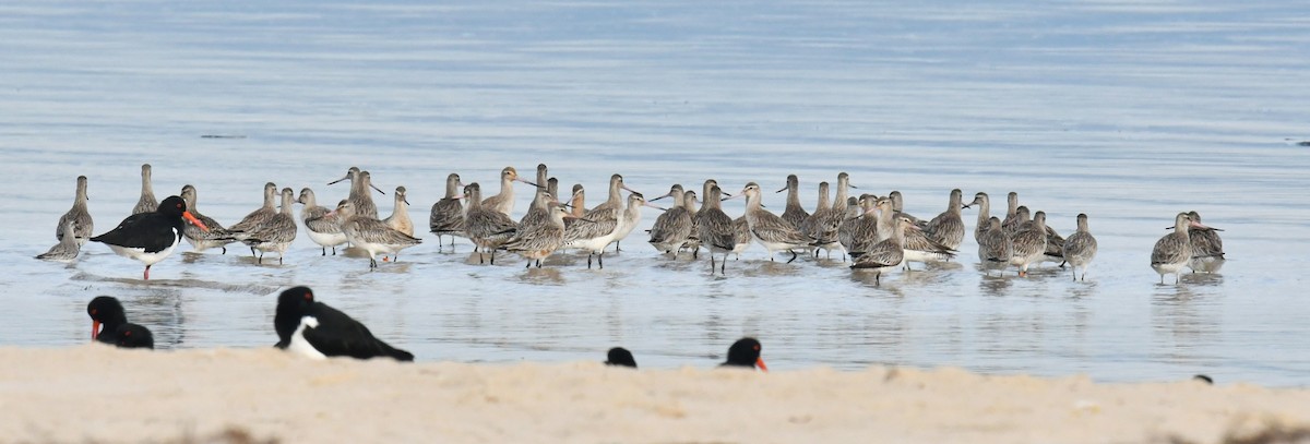 Bar-tailed Godwit - Ron Sawyer