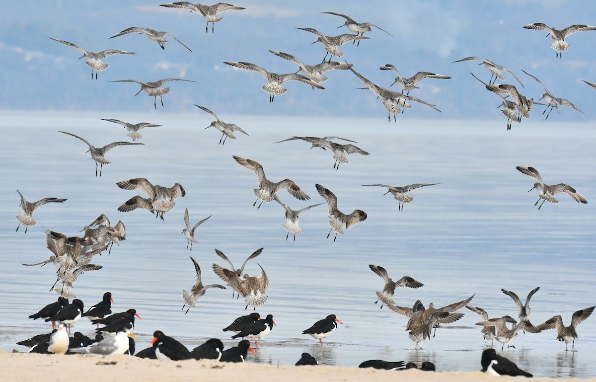 Bar-tailed Godwit - ML619557190