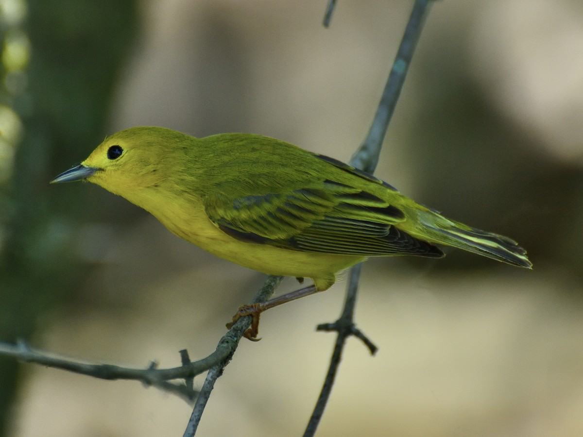 Yellow Warbler - Jeanne Stacey