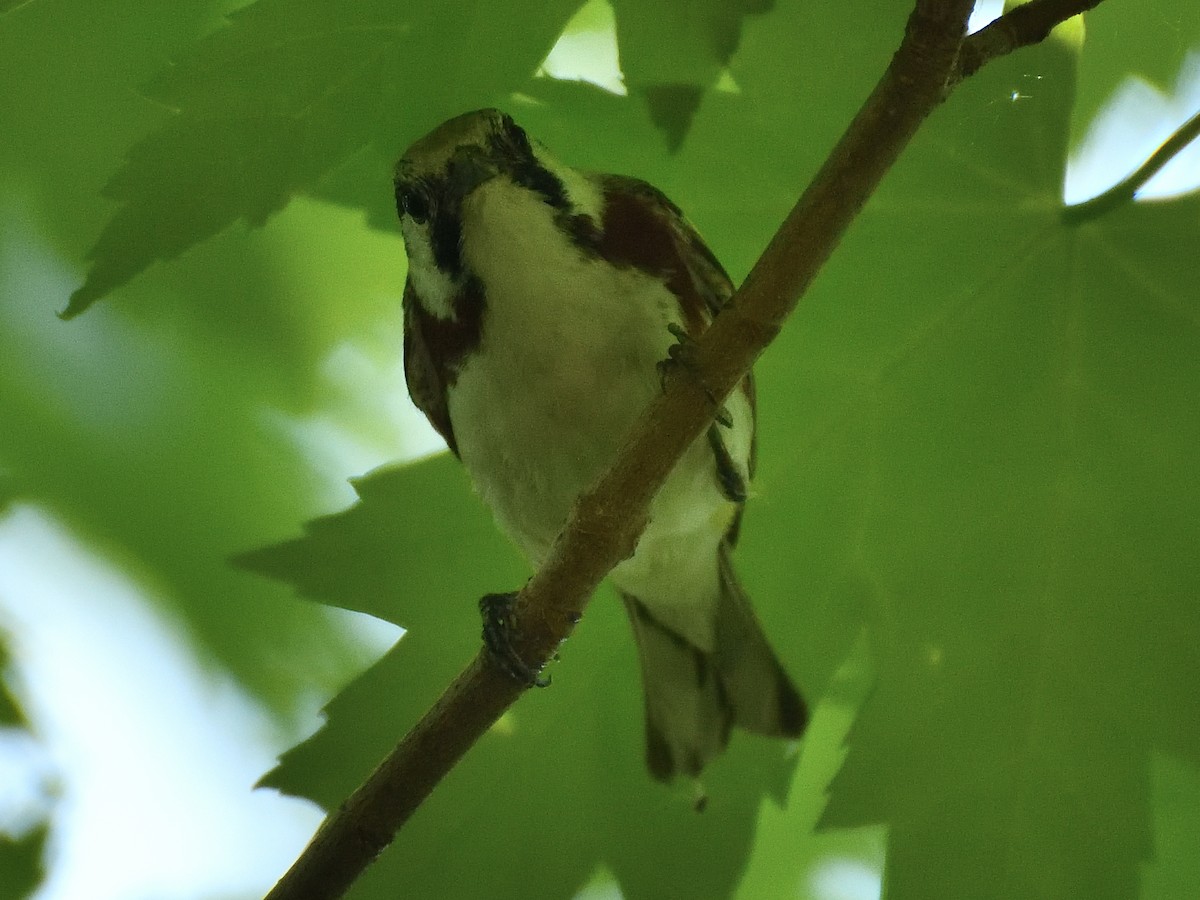 Chestnut-sided Warbler - Jeanne Stacey